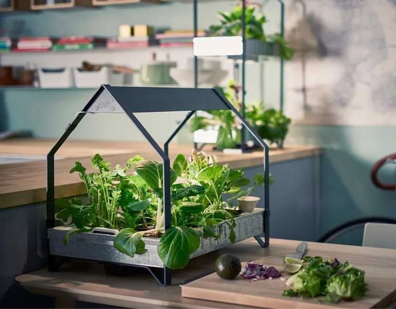 Hogyan készítsünk és szervezzünk mini-kertet otthon. 1 rész��