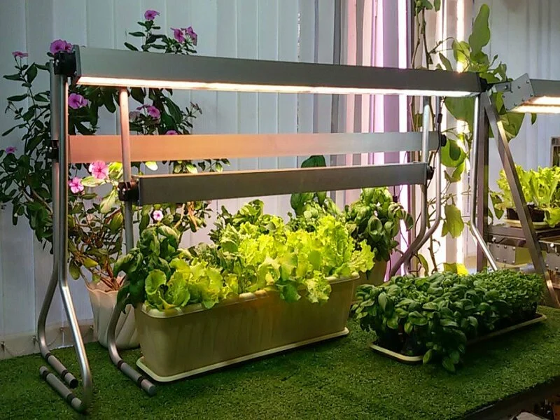 Hogyan készítsünk és szervezzünk mini kertet otthonunkban?. 2. rész��