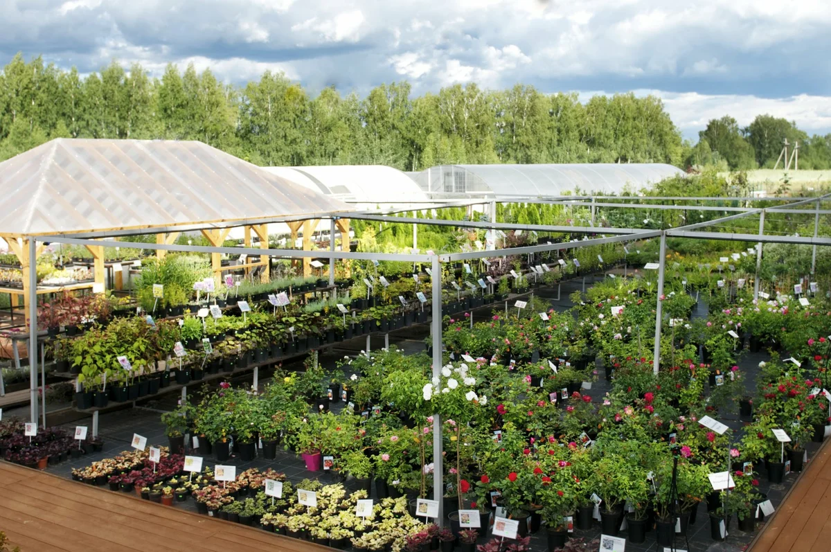 Lépésről lépésre: A kertészeti központban való vásárlás helyes módja?