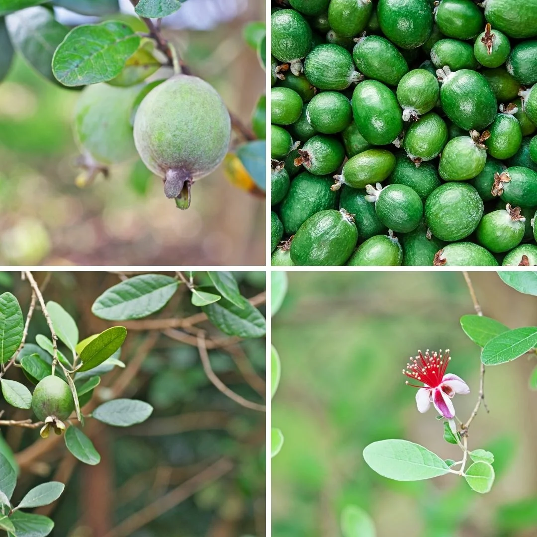 Hogyan lehet déli gyümölcsöket termeszteni az otthoni kertben? 2 rész��