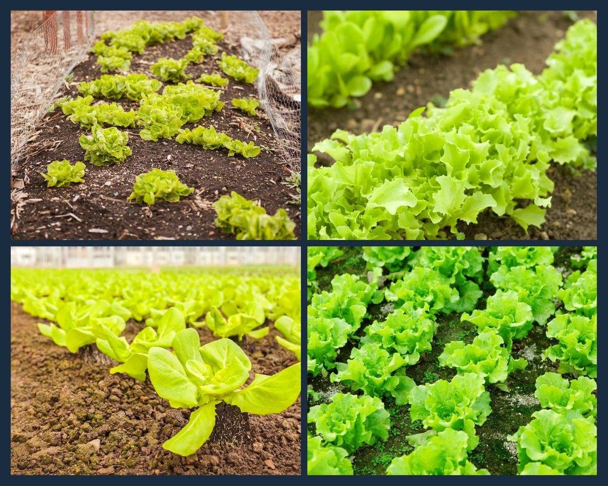 A fejes saláta termesztésének jellemzői��