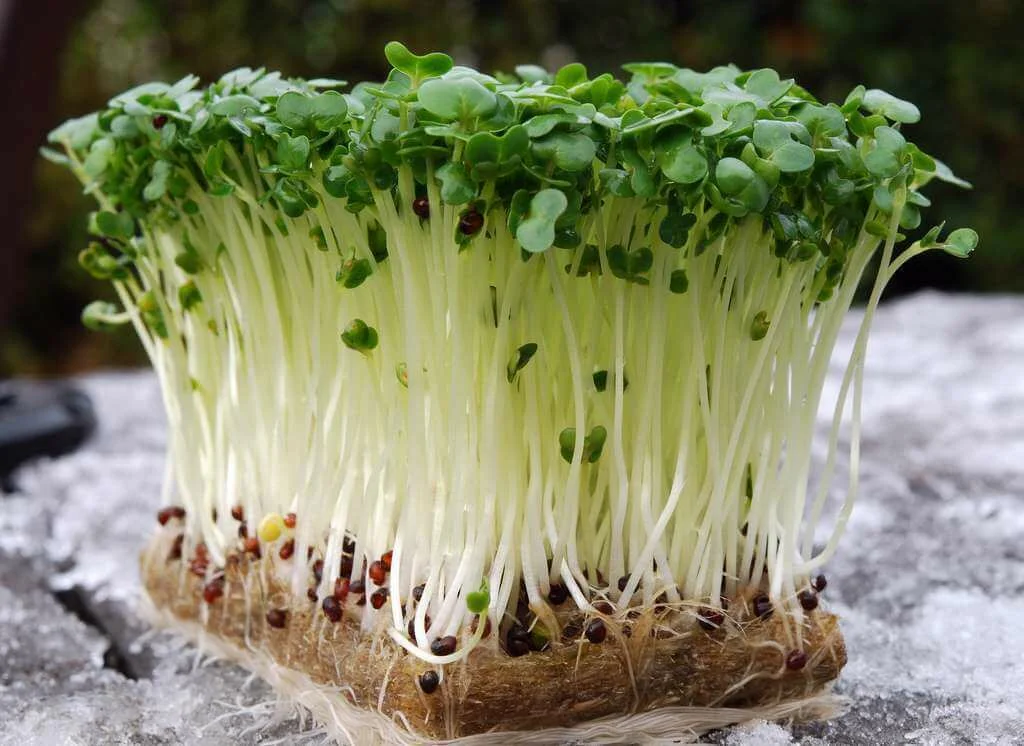 Saláta saláta – “clopopnik”. A növények otthoni termesztésének és ápolásának legjobb módja a növénytermesztés és gondozás szempontjából.