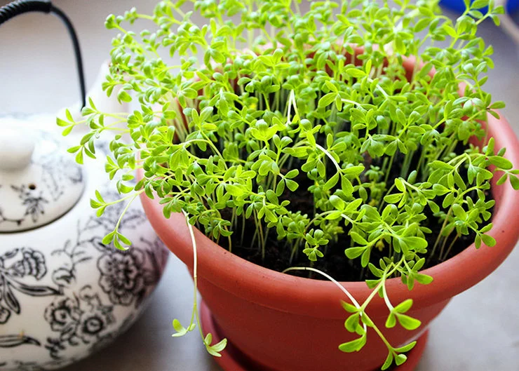 Saláta saláta - "clopopnik". A növények otthoni termesztésének és ápolásának legjobb módja a növénytermesztés és gondozás szempontjából.