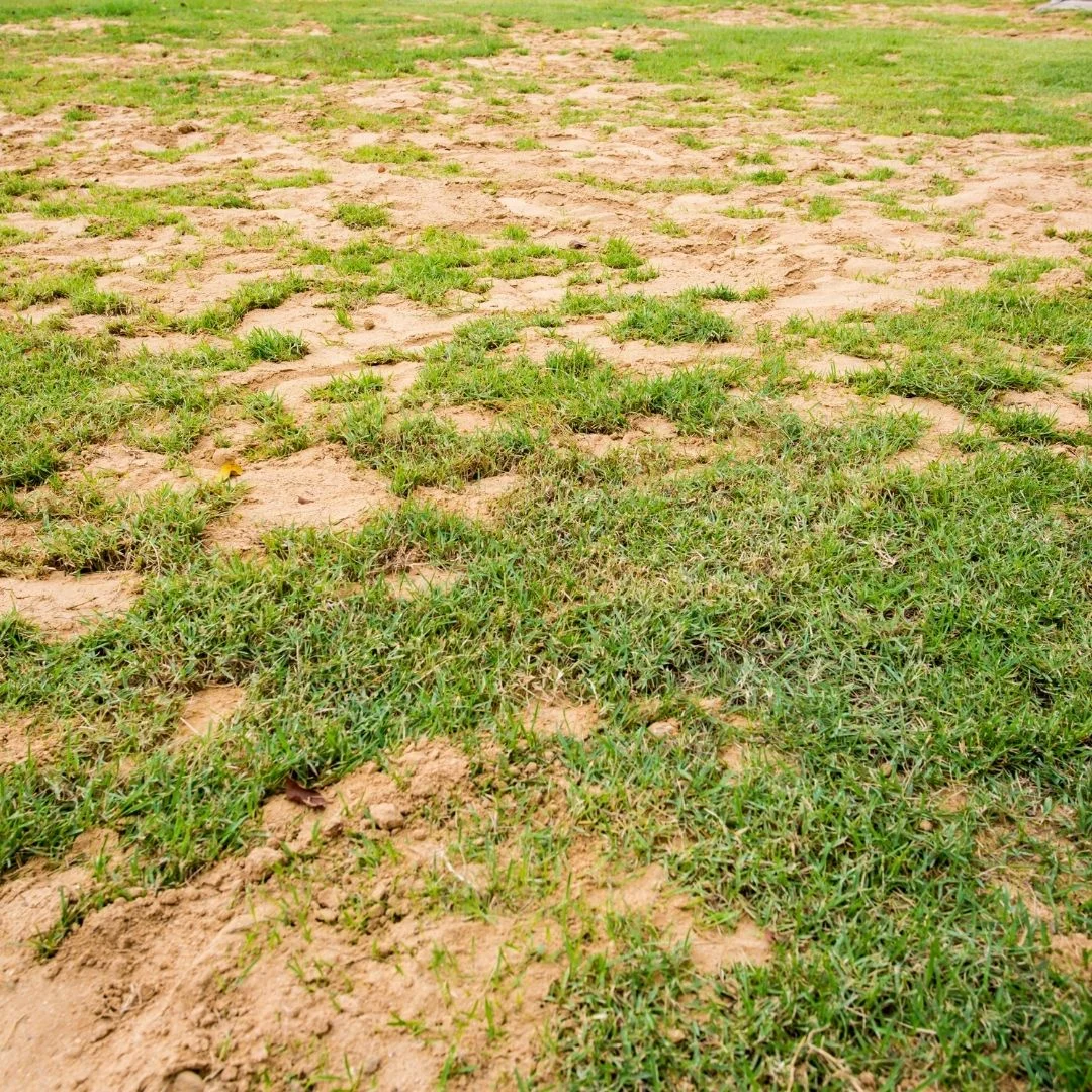 Hogyan kell megtermékenyíteni egy homokos talajú telket??