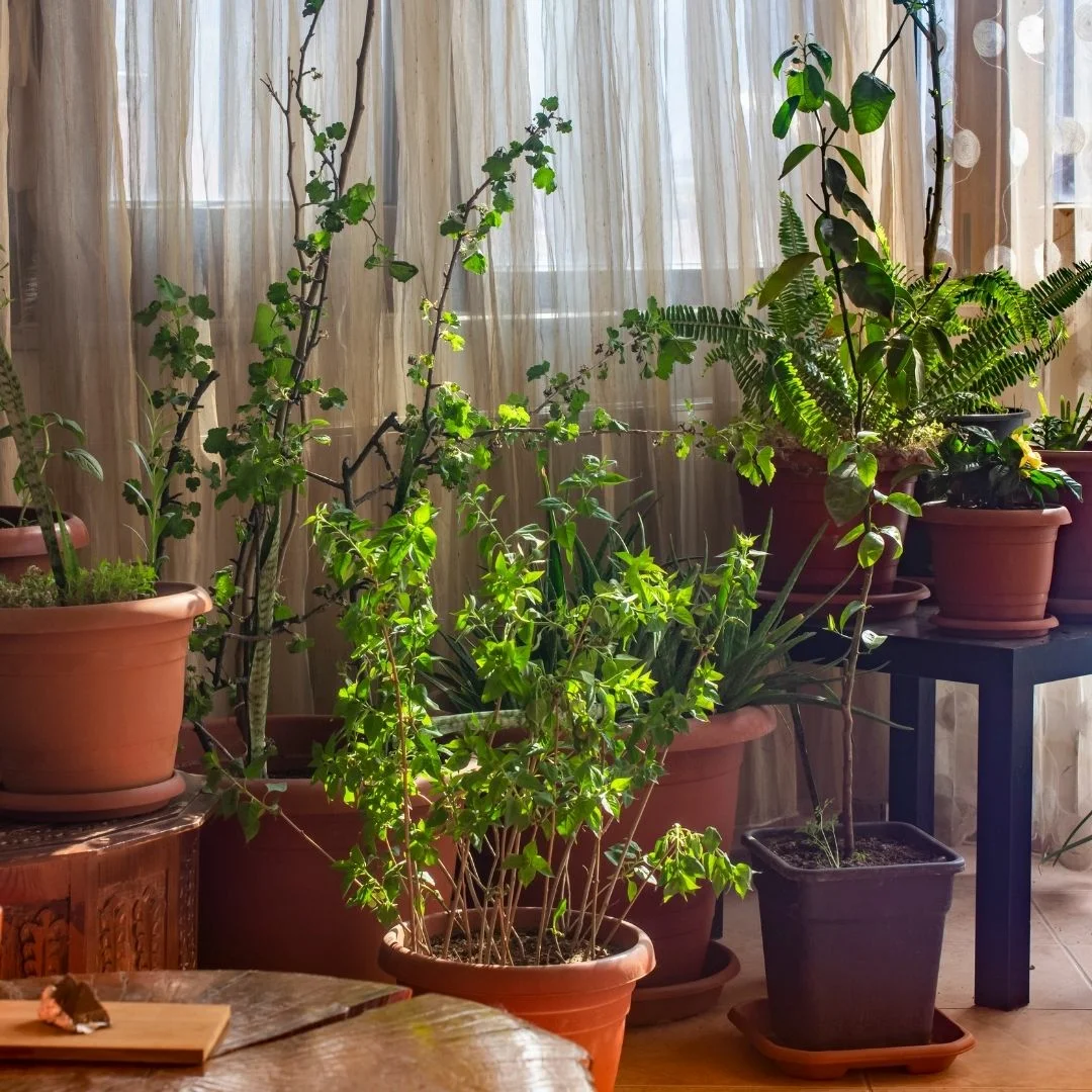 Hogyan díszítsük otthonunkat élő növényekkel?