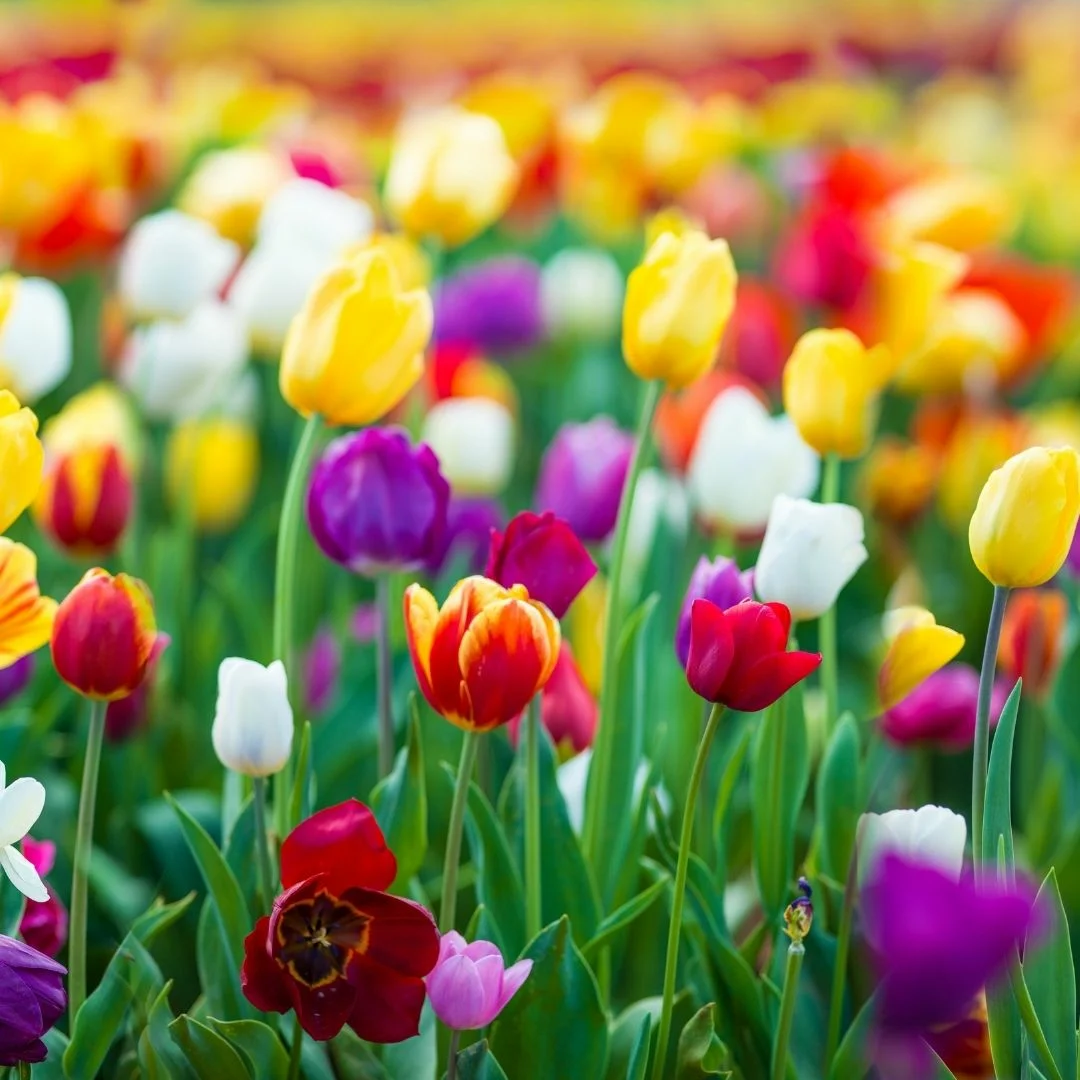 A teljes igazság a “szép” tulipánokról.