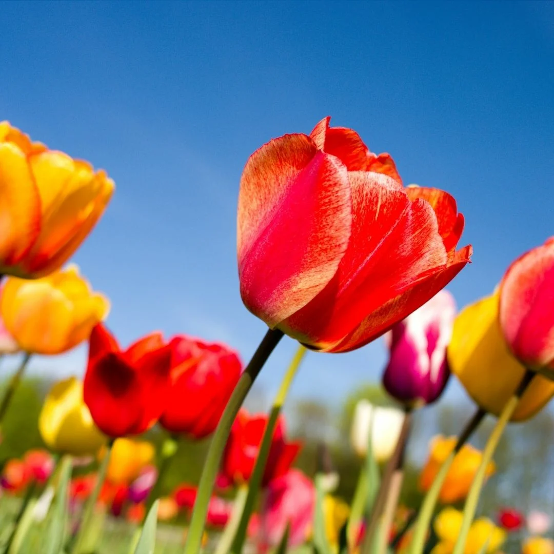 A teljes igazság a "szép" tulipánokról.