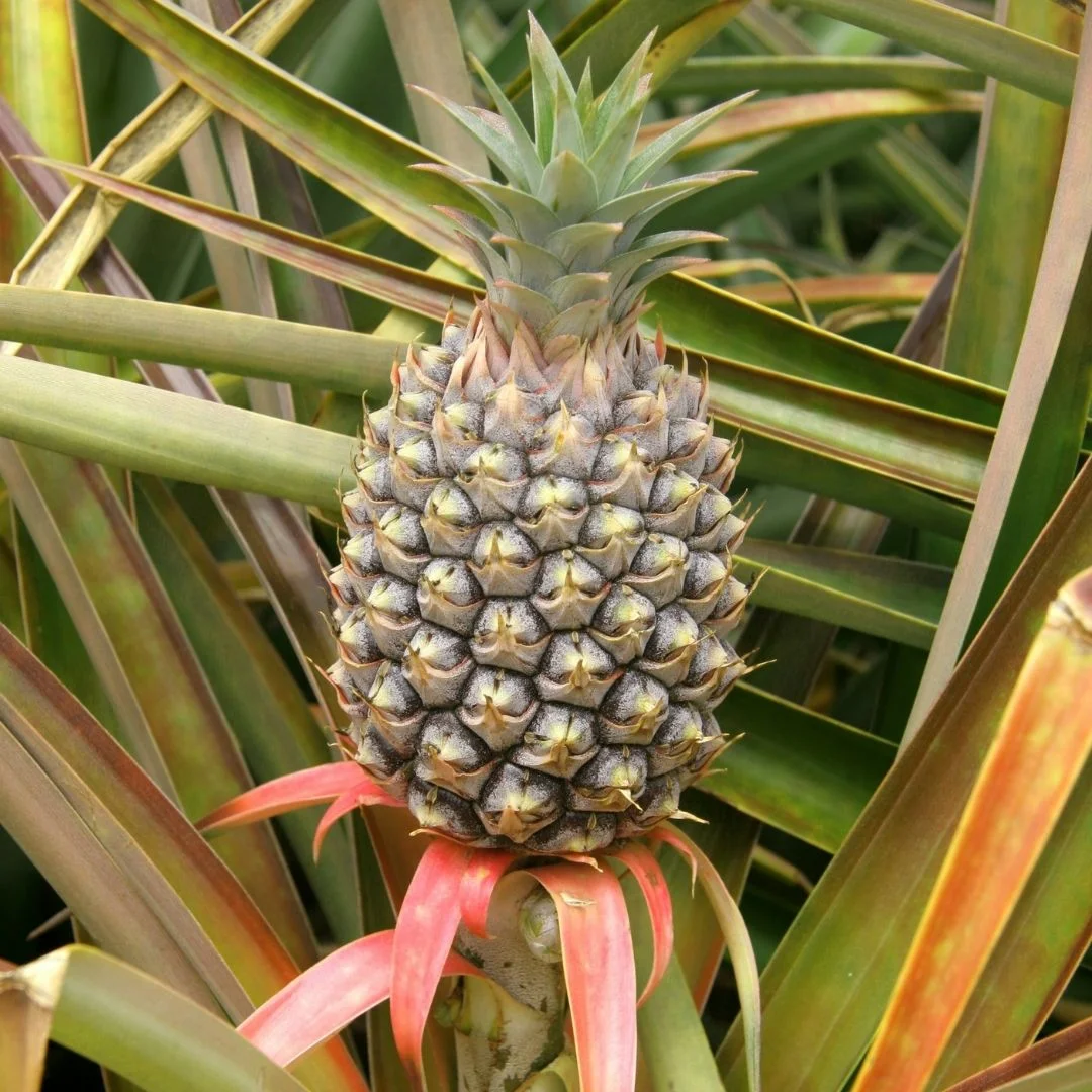 Az ananász gondozása. Hogyan lehet elérni, hogy a gyümölcs növekedjen?