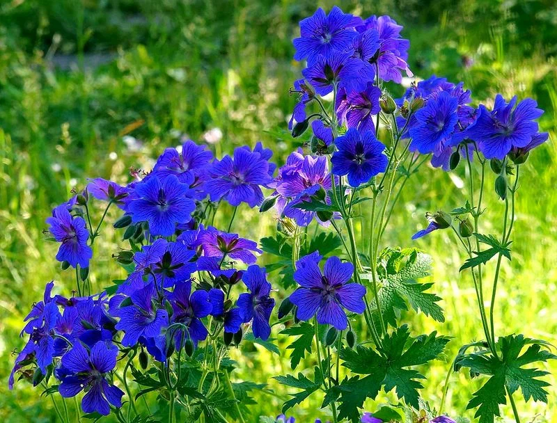 Az "ültessük el és felejtsük el" típusú növény: vonzó, könnyen gondozható, egész szezonban fényesen és bőségesen virágzik