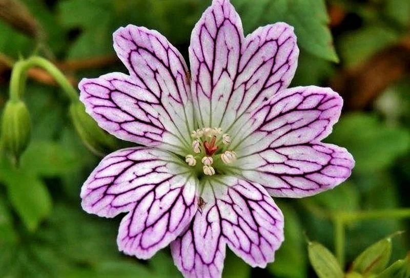 Az "ültessük el és felejtsük el" típusú növény: vonzó, könnyen gondozható, egész szezonban fényesen és bőségesen virágzik