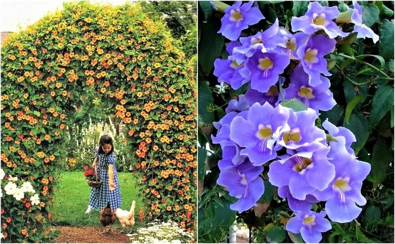 Vonzó kúszó indák - feltűnő függőleges design a kertbe és az otthonába