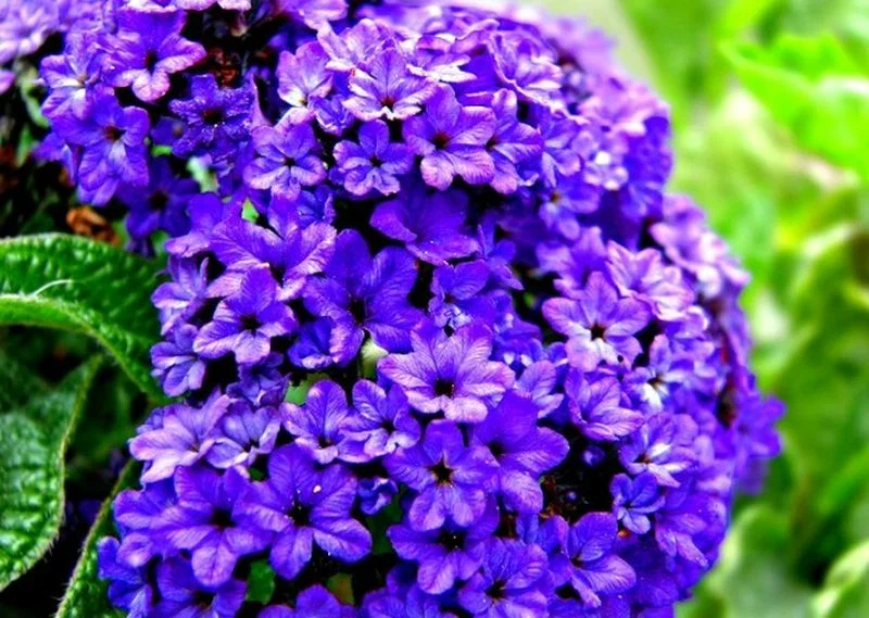 Egy virág, amely meghittséget, szépséget és mámorító illatot kölcsönöz
