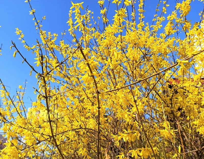 A színes cserje valóságos tavaszünnep és aranyszínű kerti ékszer!