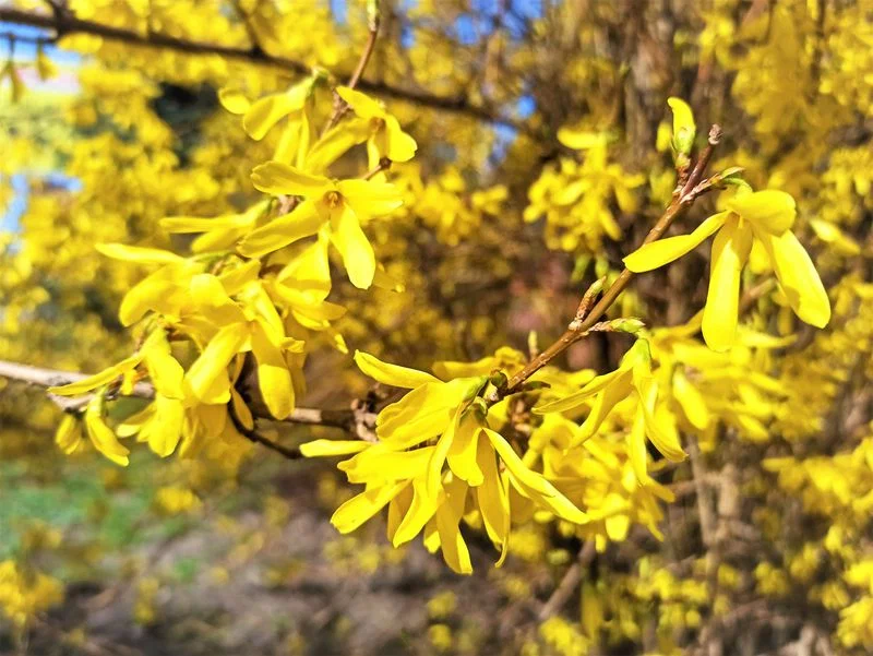 A színes cserje valóságos tavaszünnep és aranyszínű kerti ékszer!
